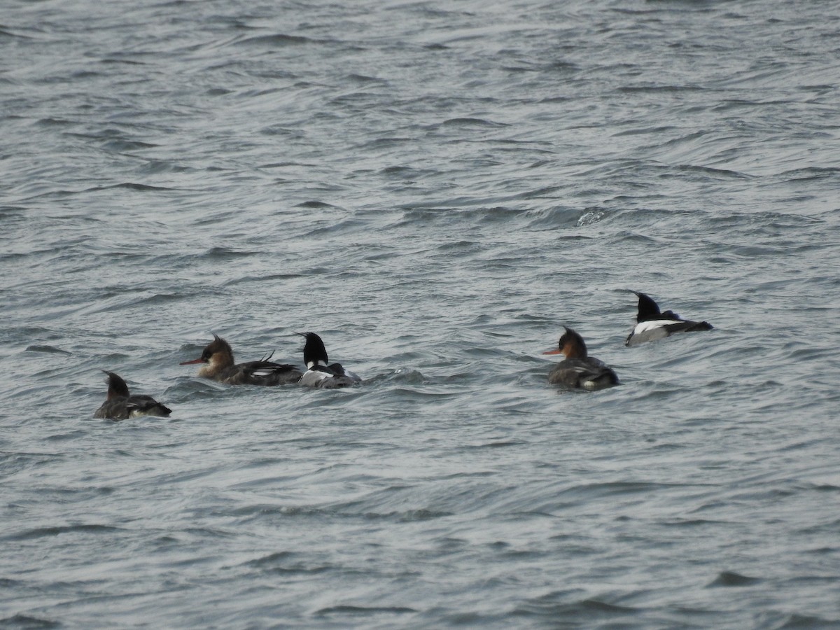 Mittelsäger - ML631785957