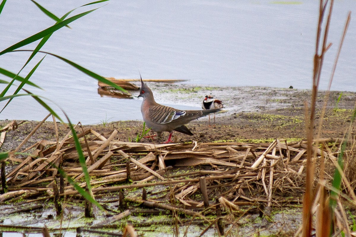 Crested Pigeon - ML631786168