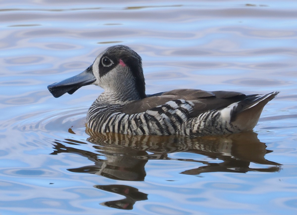 Pink-eared Duck - ML631786181