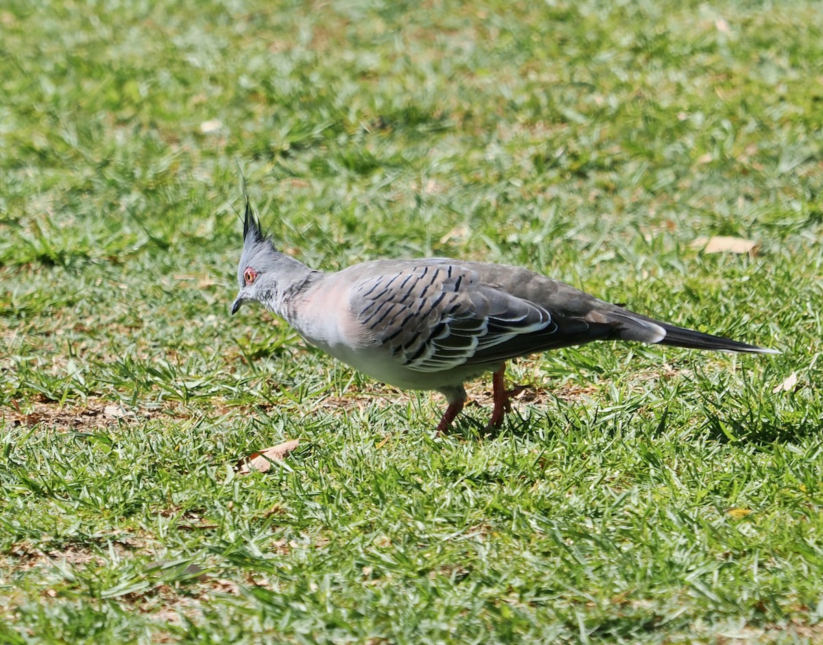 Crested Pigeon - ML631786183