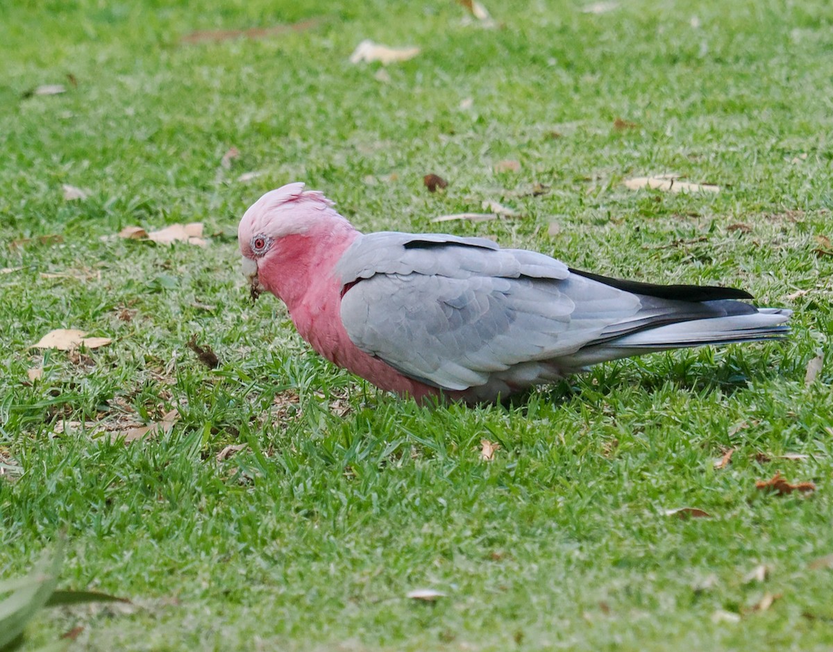 Galah - ML631786185