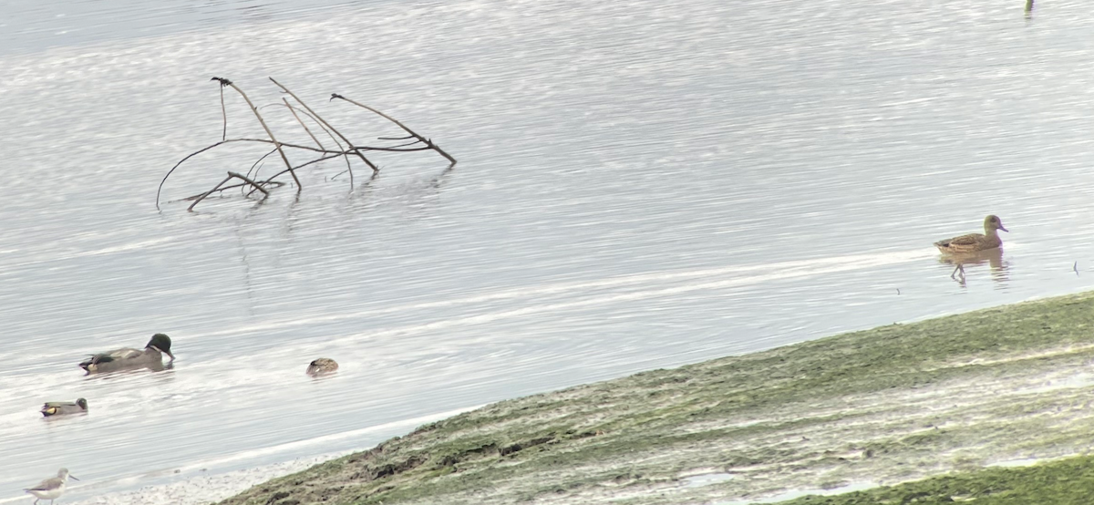 Falcated Duck - ML631786189