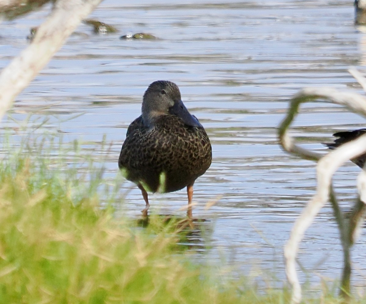 Australasian Shoveler - ML631786190