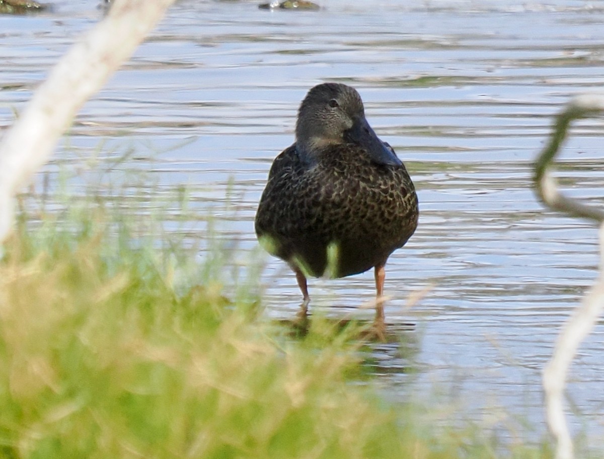 Australasian Shoveler - ML631786192