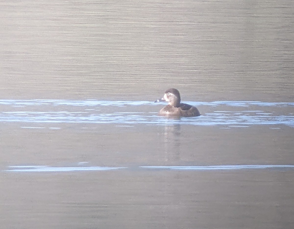 Ring-necked Duck - ML631786227