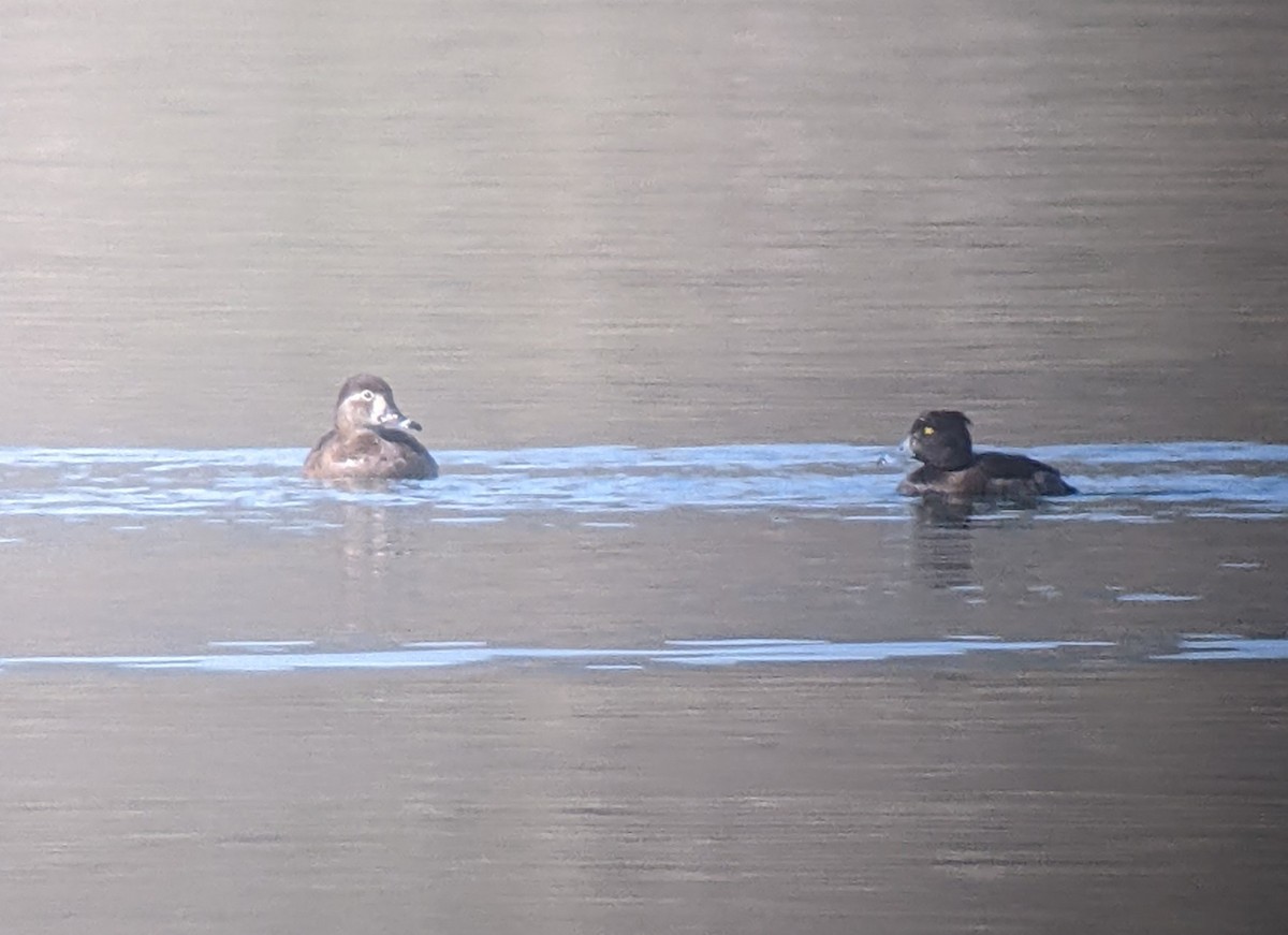 Ring-necked Duck - ML631786229