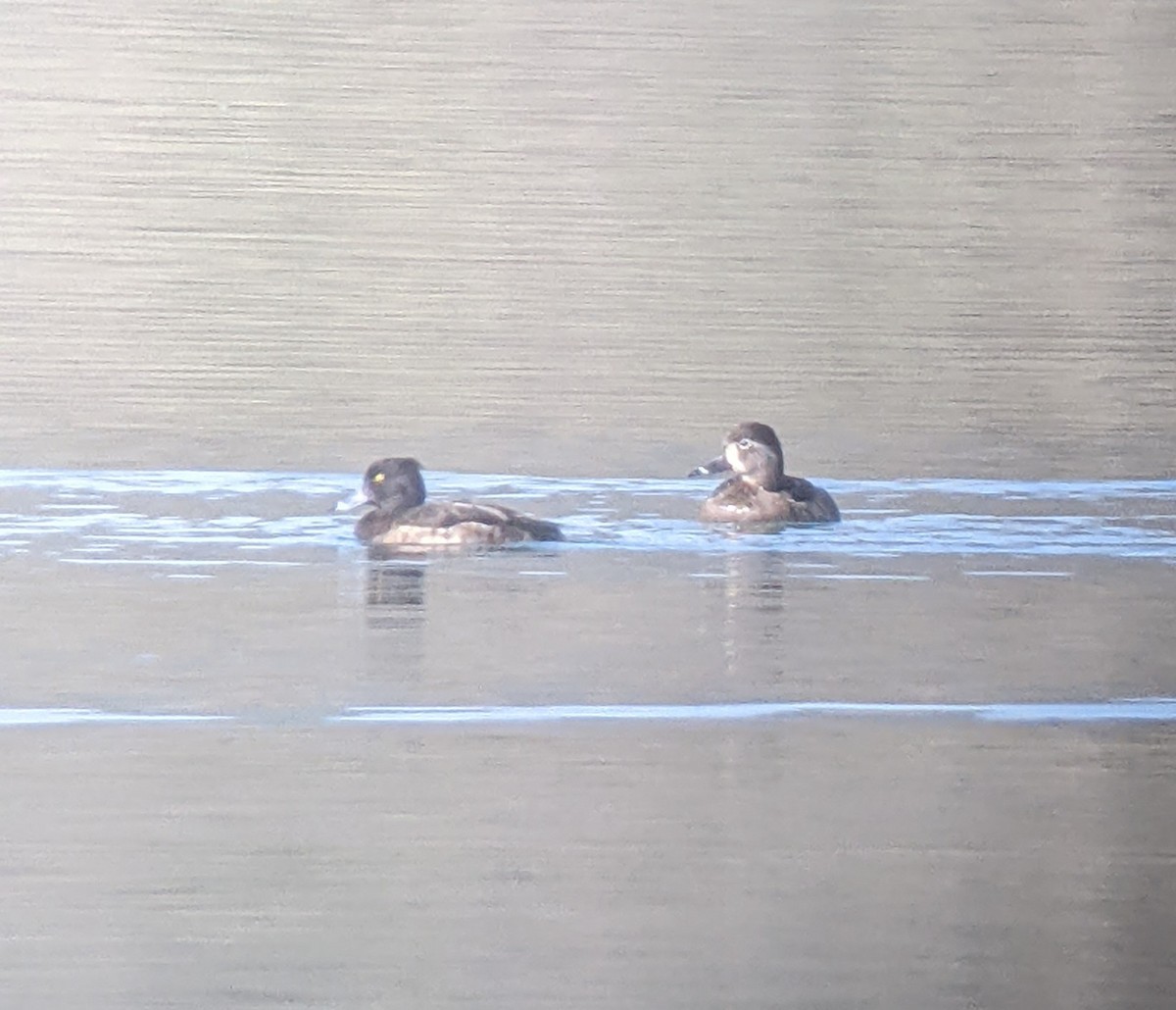 Ring-necked Duck - ML631786230