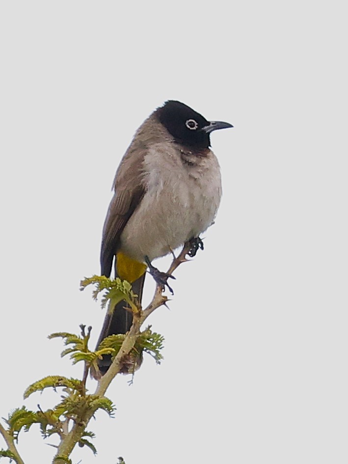 White-spectacled Bulbul - ML631786268