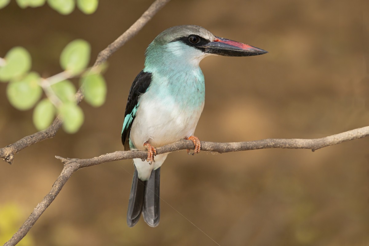 Blue-breasted Kingfisher - ML631786297