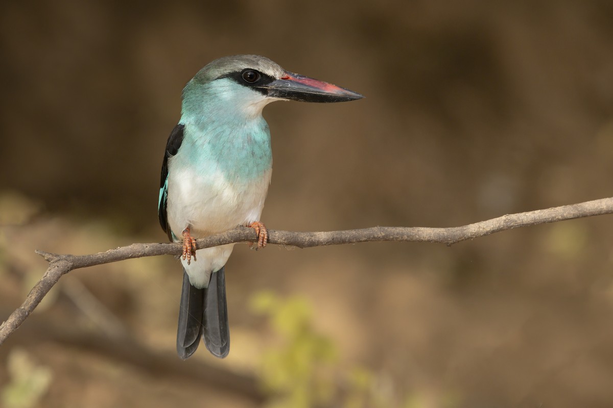 Blue-breasted Kingfisher - ML631786298