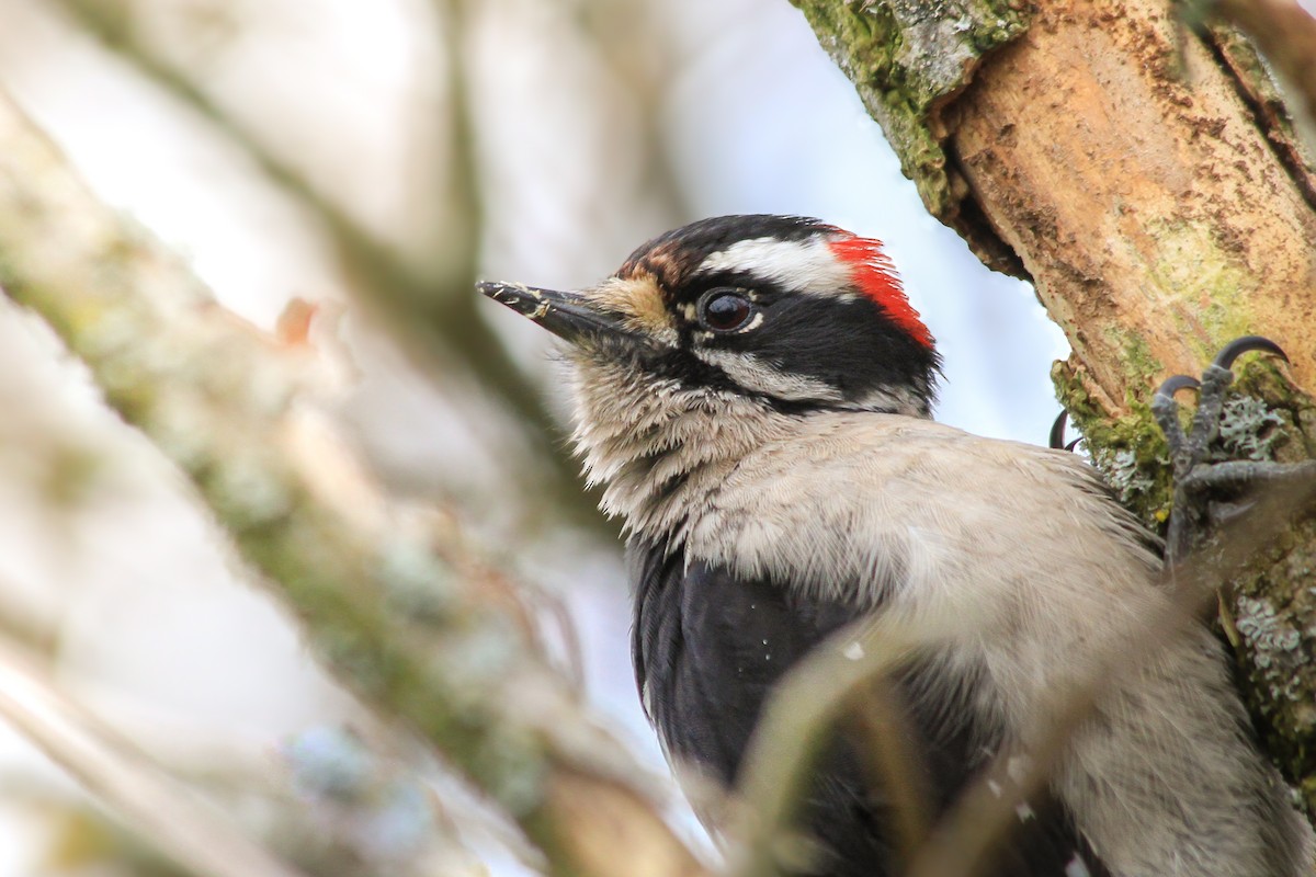 Downy Woodpecker - ML631786455