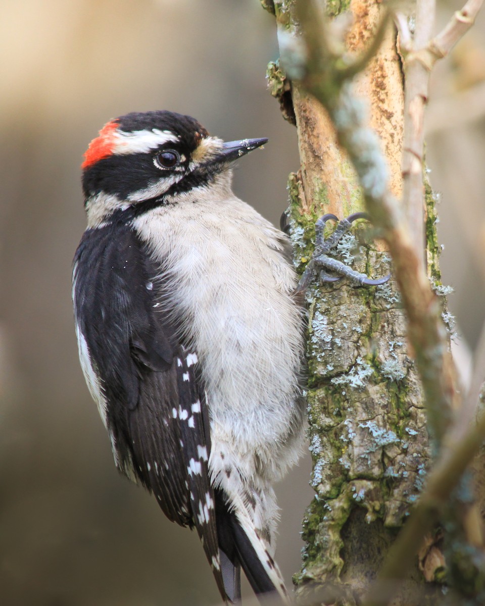Downy Woodpecker - ML631786456