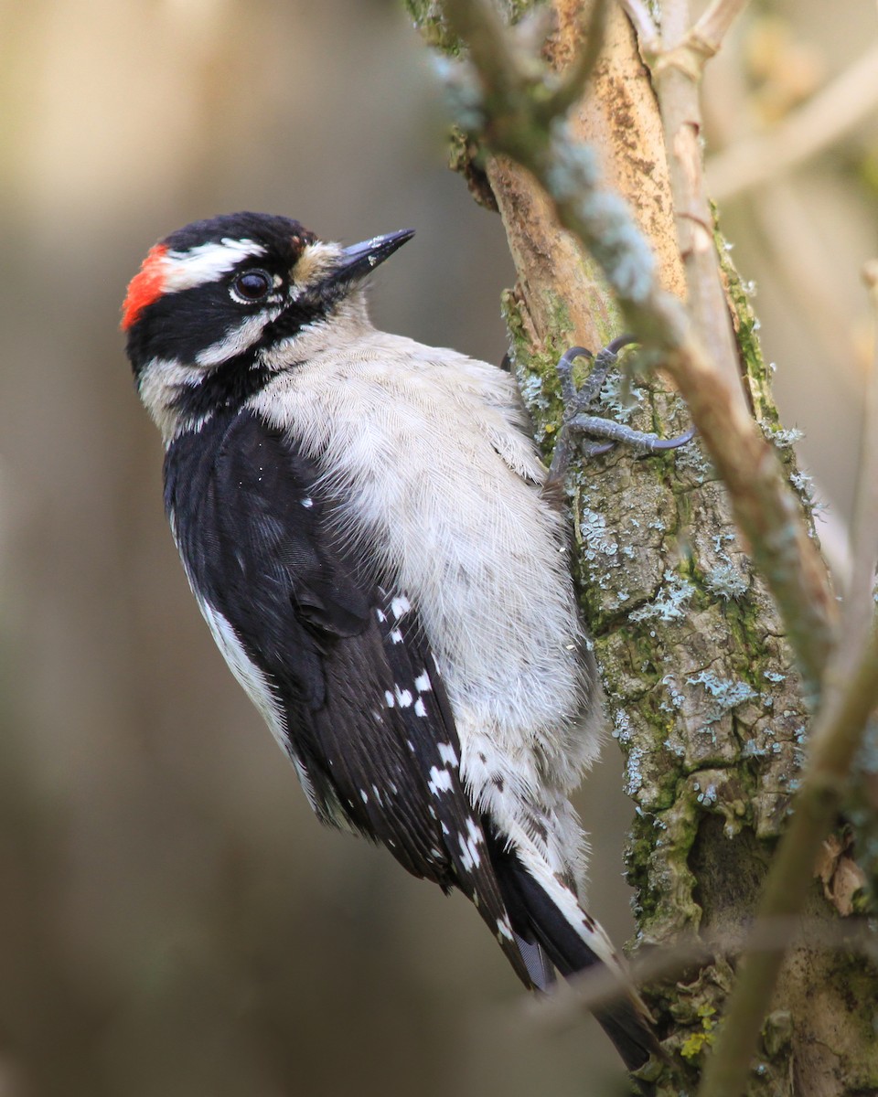 Downy Woodpecker - ML631786457