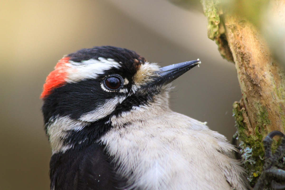 Downy Woodpecker - ML631786458