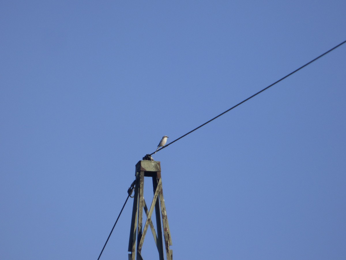 Үнсэн дунхай - ML631787054