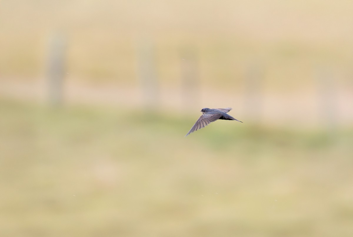 Brown-bellied Swallow - ML631787068