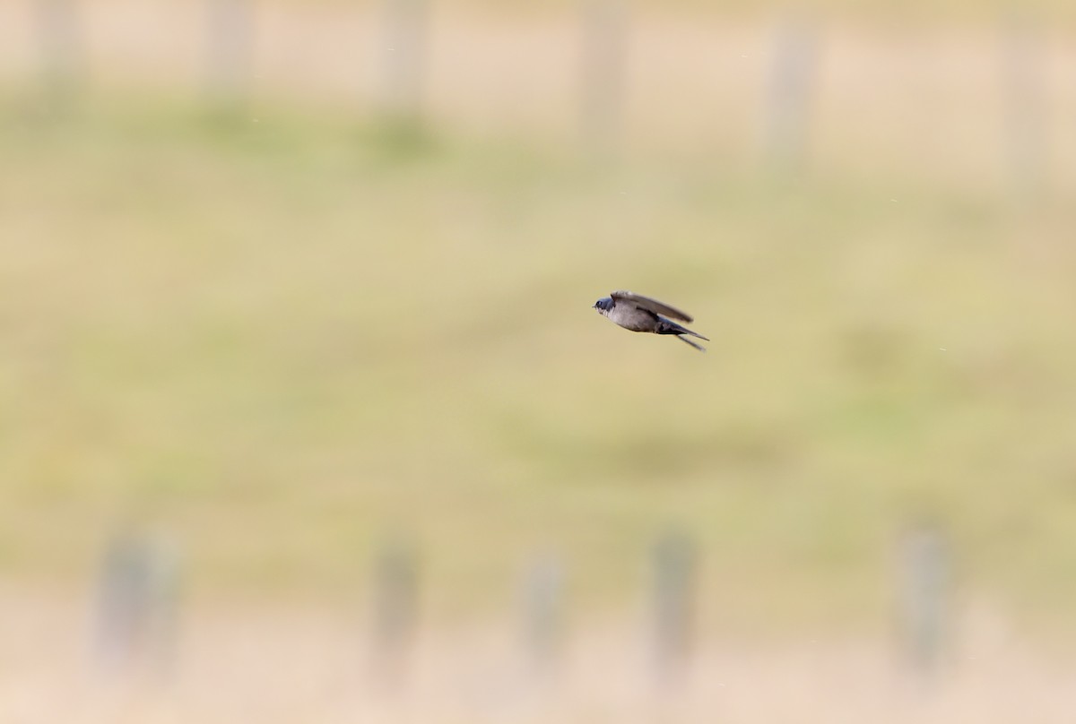 Brown-bellied Swallow - ML631787069