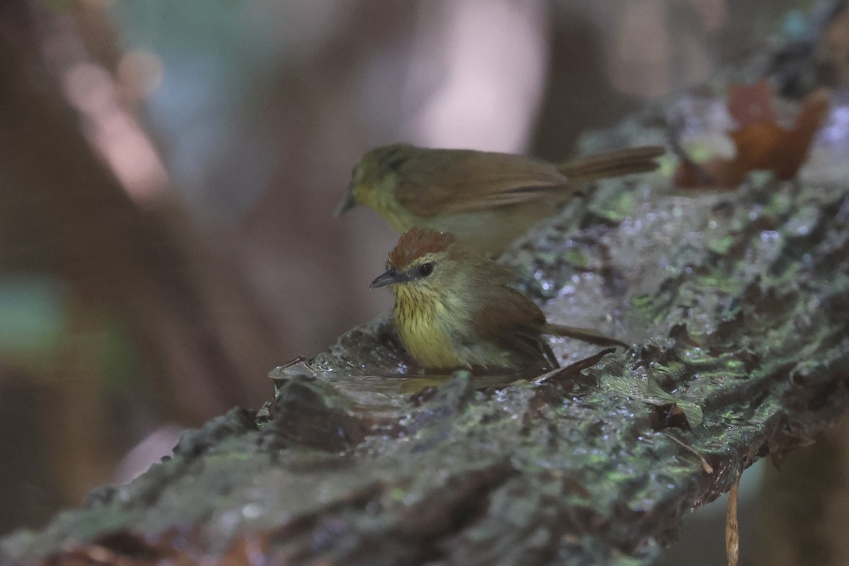 Pin-striped Tit-Babbler (Pin-striped) - ML631787143