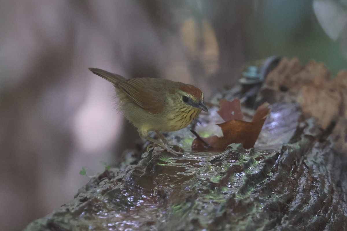 Pin-striped Tit-Babbler (Pin-striped) - ML631787144