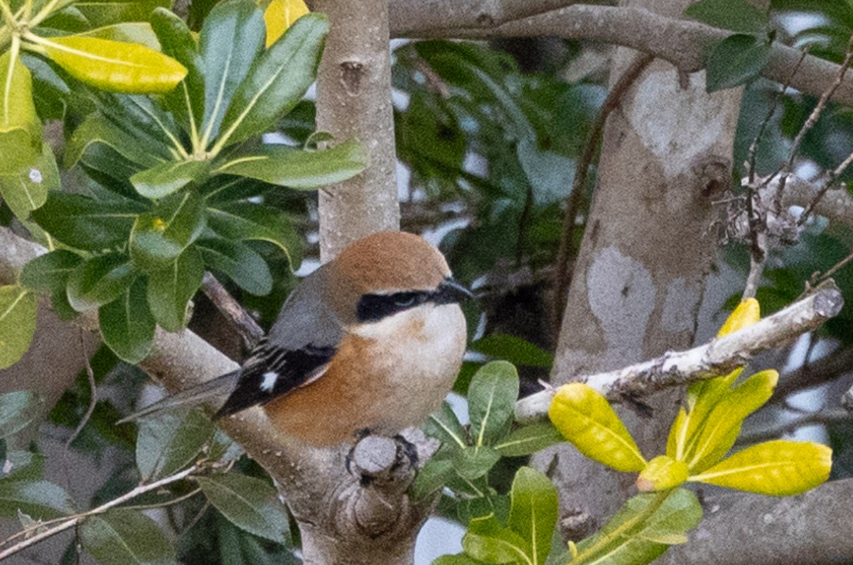 Bull-headed Shrike - ML631787267