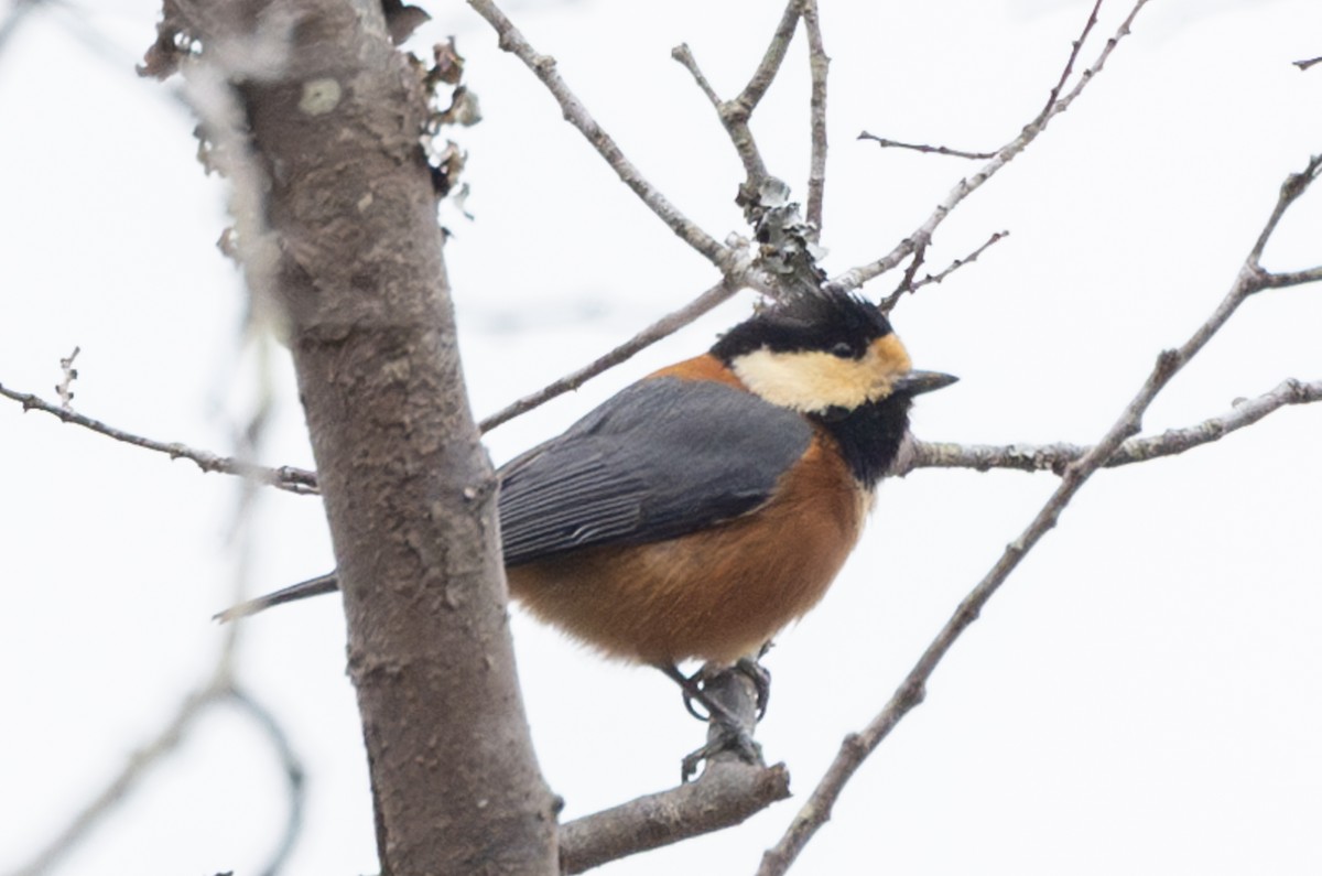 Varied Tit - ML631787289