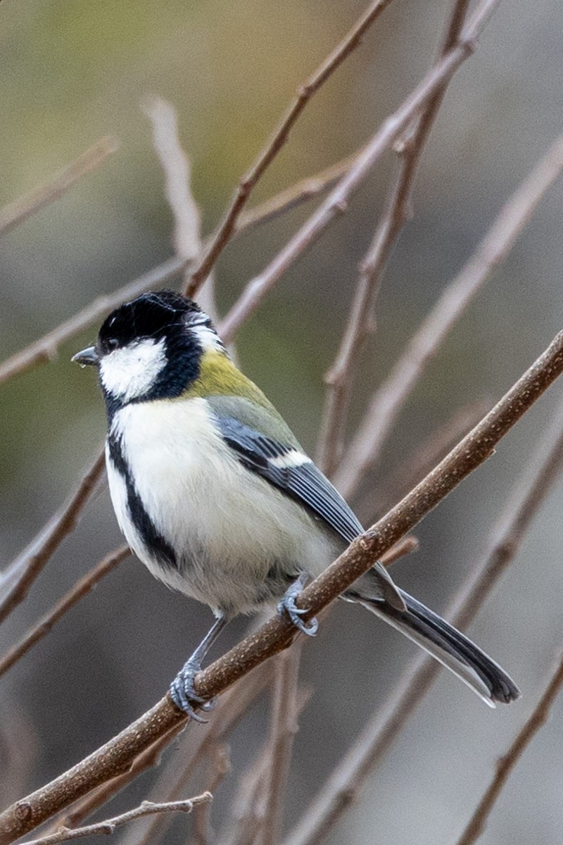 Asian Tit - ML631787296