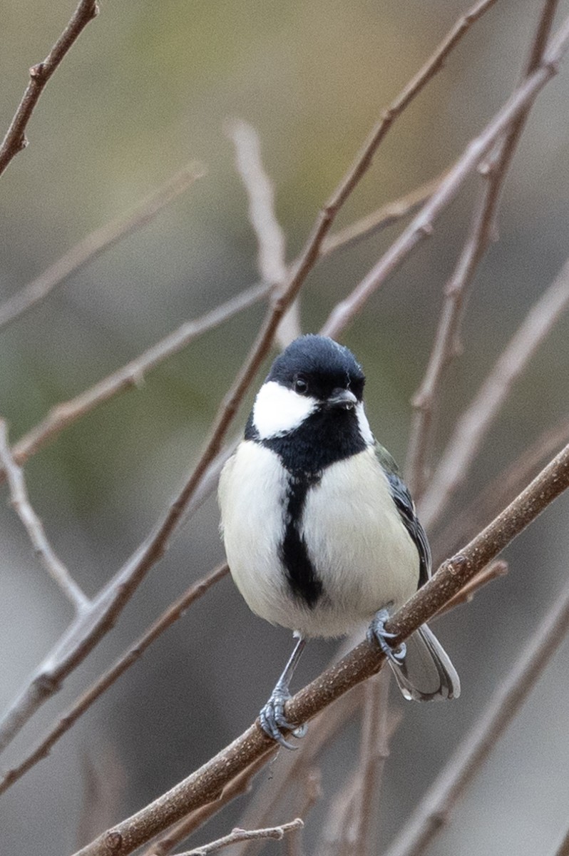 Asian Tit - ML631787297