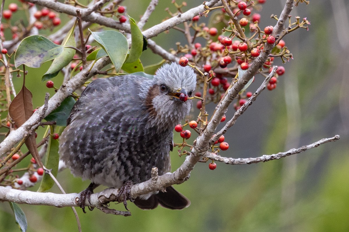 Brown-eared Bulbul - ML631787304