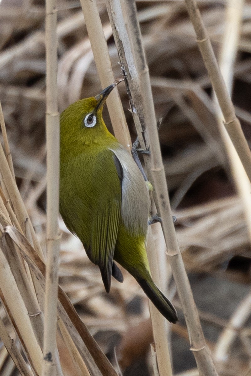 Warbling White-eye - ML631787311