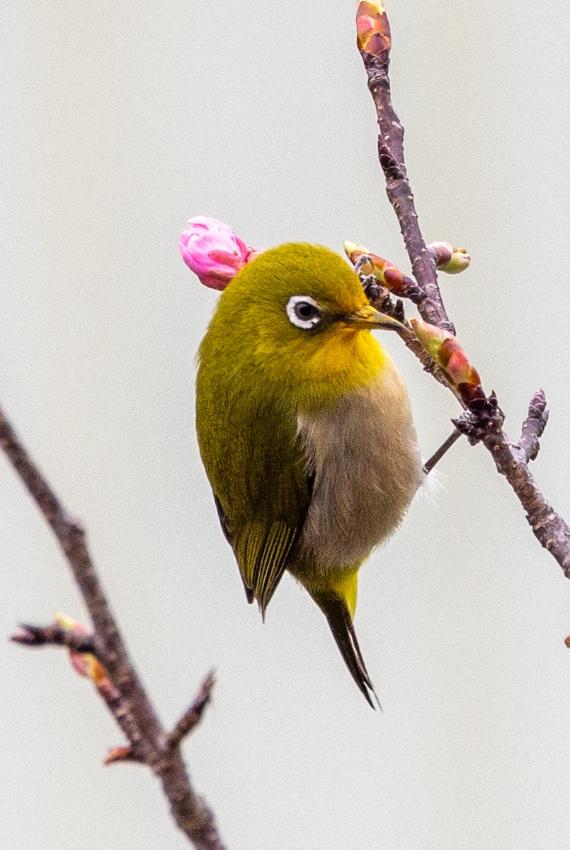 Warbling White-eye - ML631787312