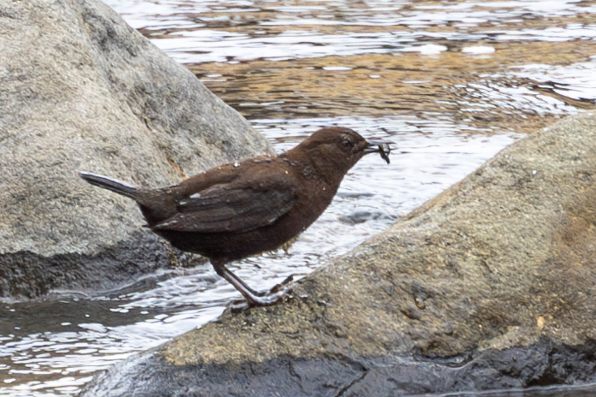 Brown Dipper - ML631787331
