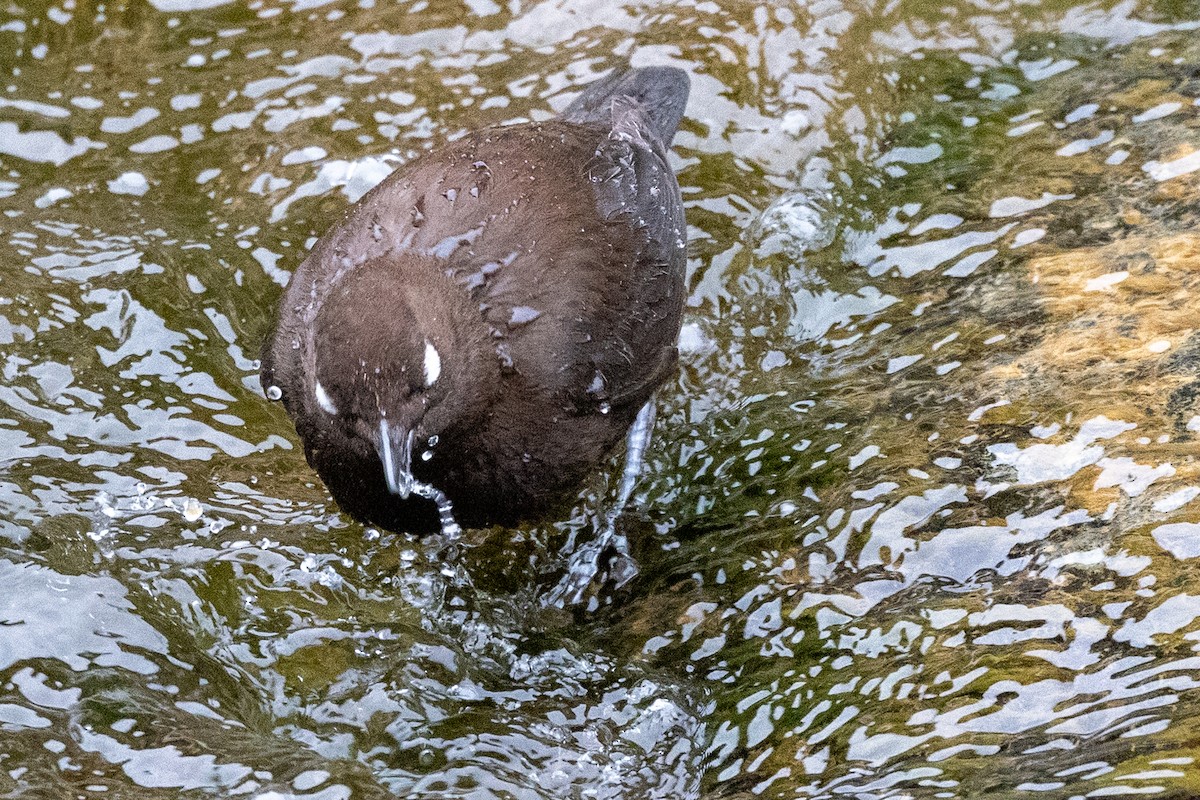 Brown Dipper - ML631787332