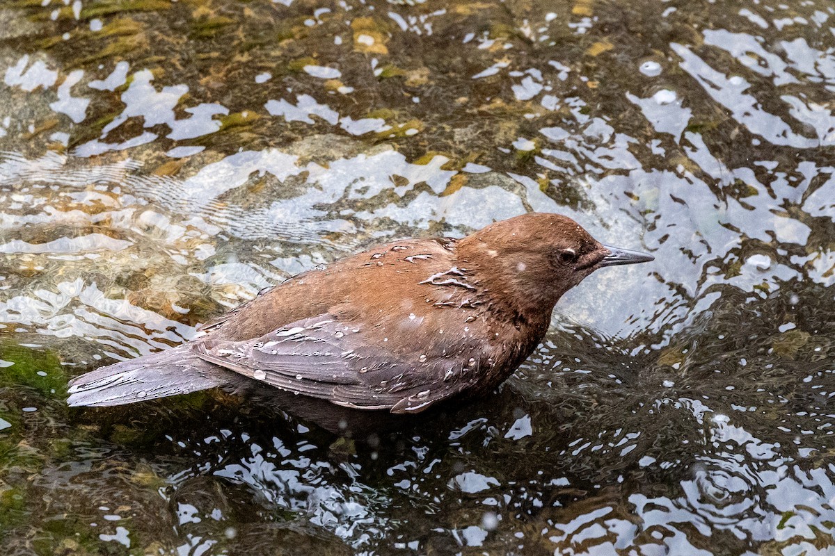 Brown Dipper - ML631787333