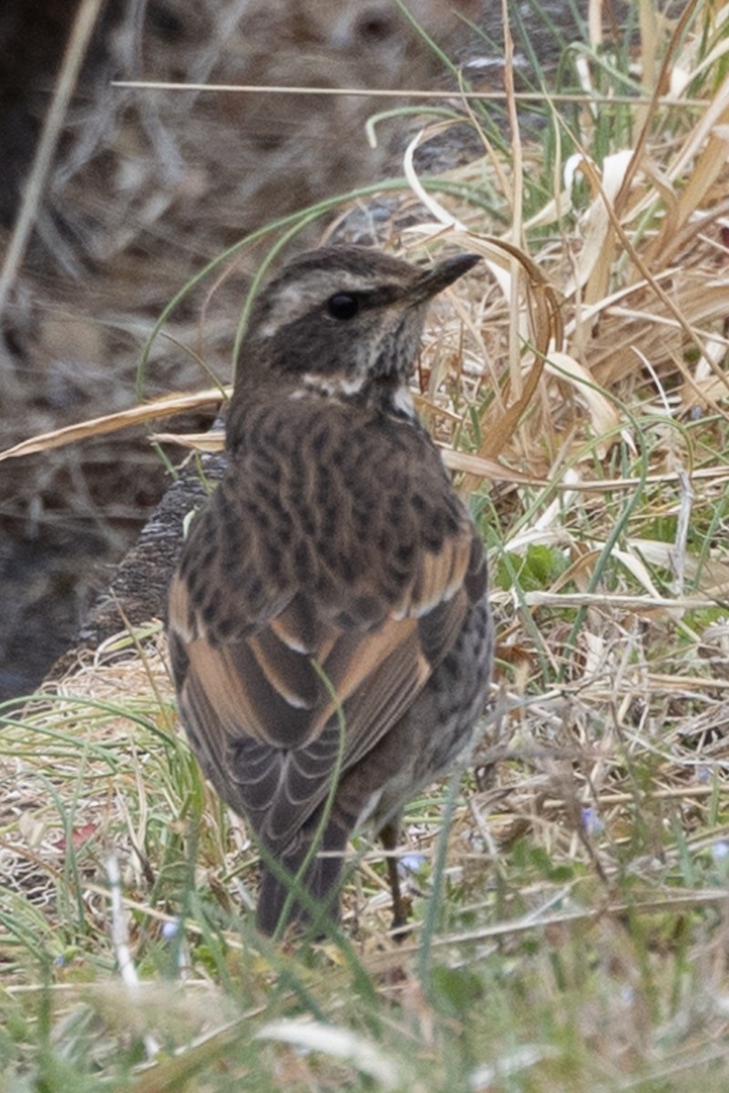 Dusky Thrush - ML631787347