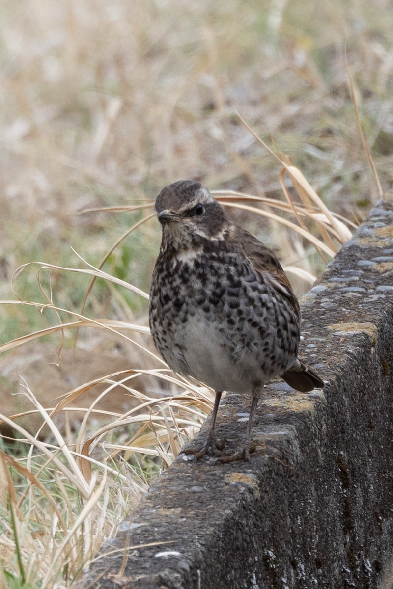 Dusky Thrush - ML631787348