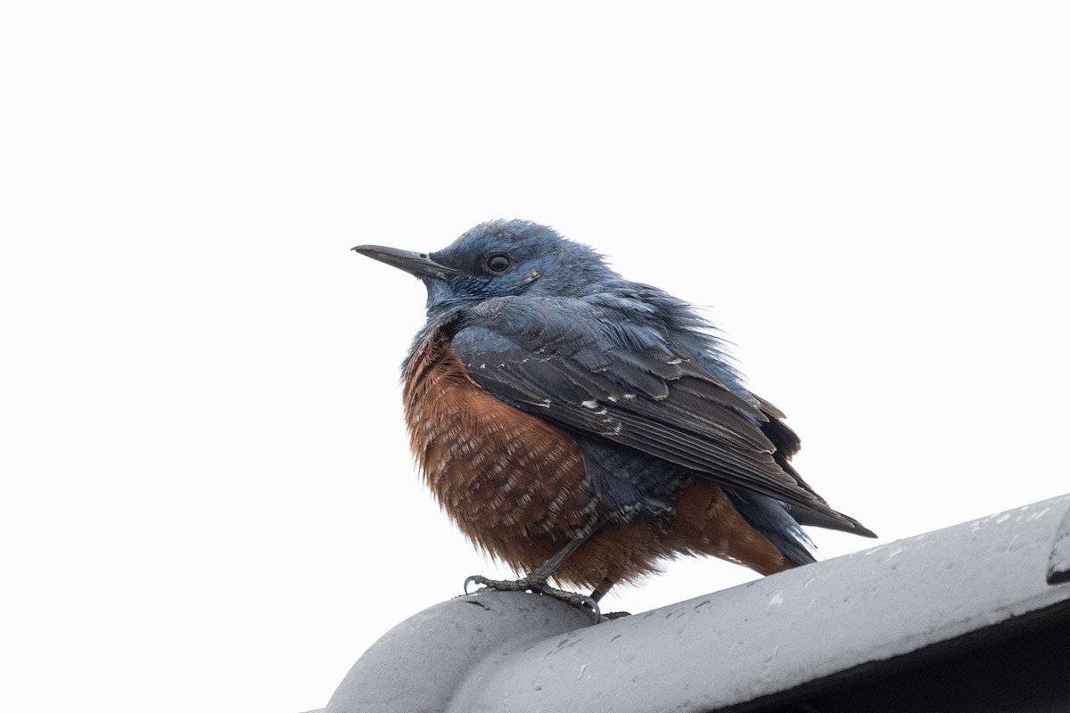 Blue Rock-Thrush - ML631787357