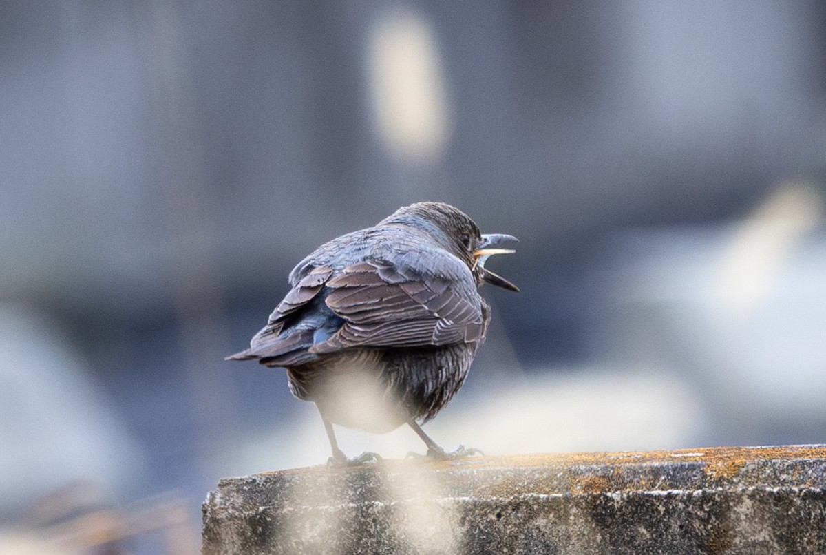 Blue Rock-Thrush - ML631787358