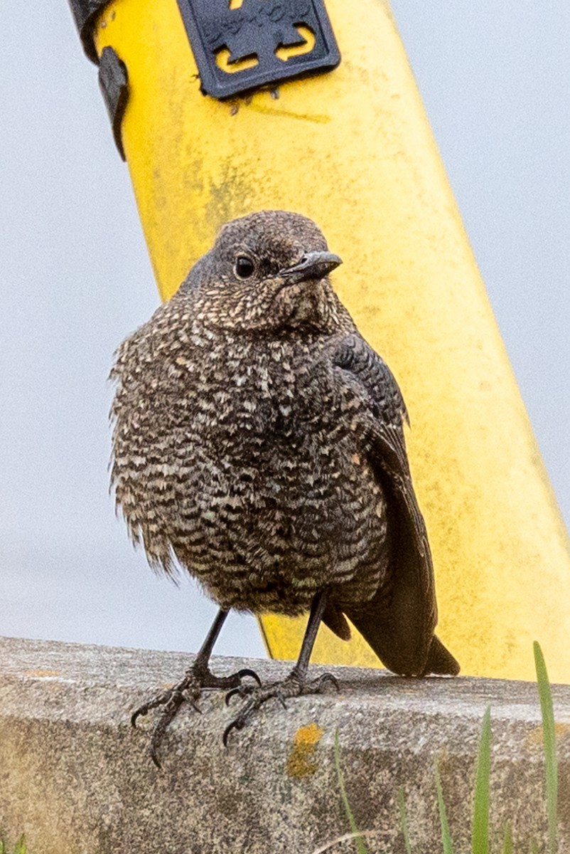 Blue Rock-Thrush - ML631787359
