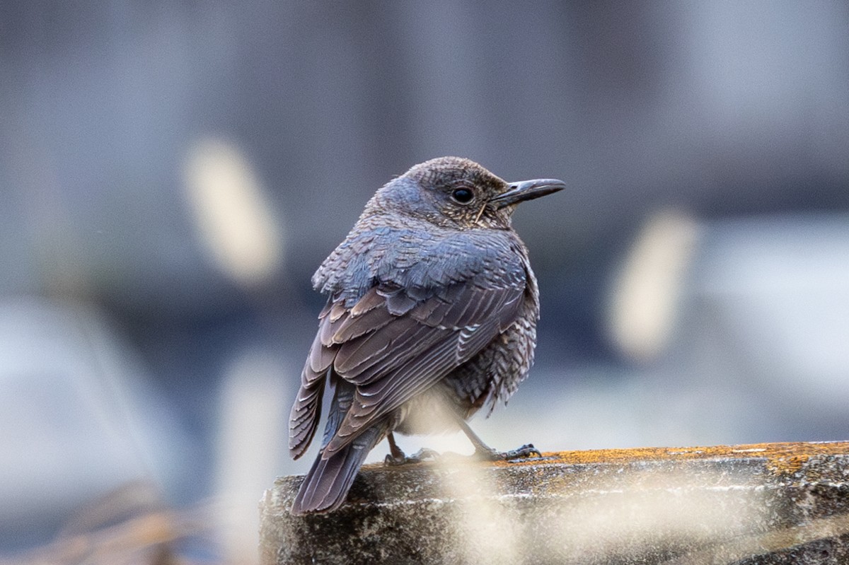 Blue Rock-Thrush - ML631787360