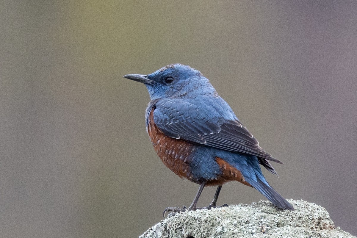 Blue Rock-Thrush - ML631787361