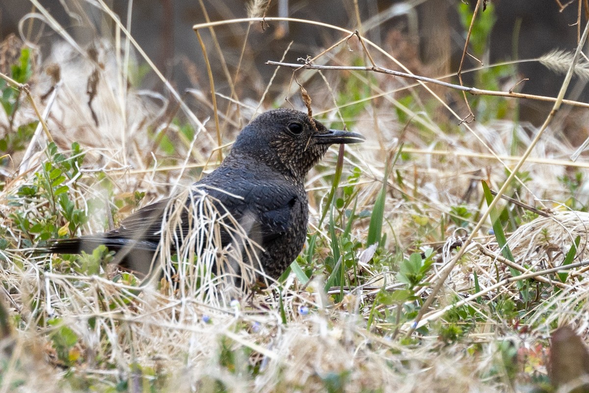 Blue Rock-Thrush - ML631787362