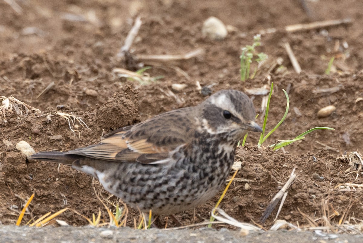 Dusky Thrush - ML631787382