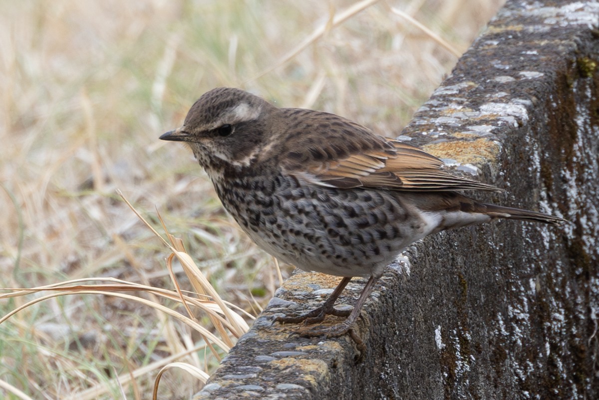 Dusky Thrush - ML631787384
