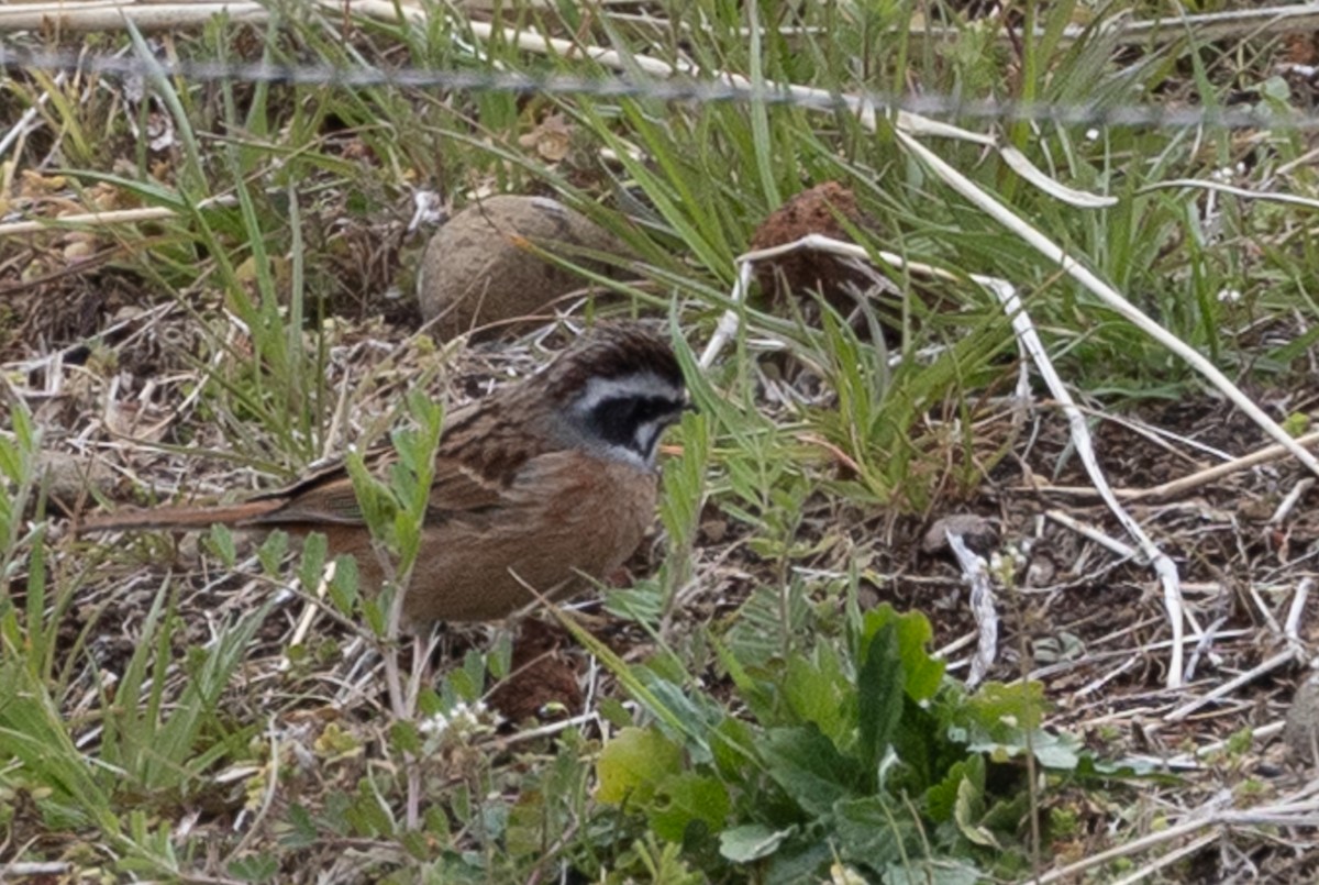 Meadow Bunting - ML631787396