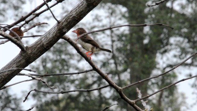 barbet hnědý - ML631787438
