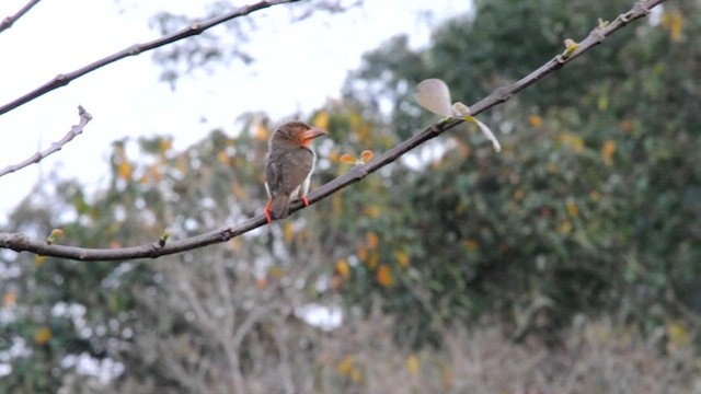 barbet hnědý - ML631787439