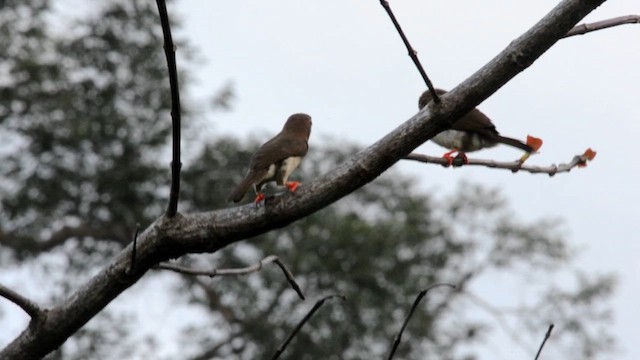 barbet hnědý - ML631787440