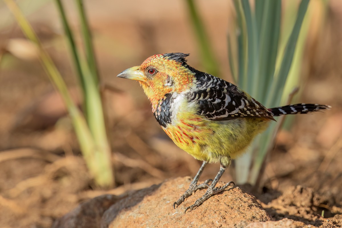 Crested Barbet - ML631787441