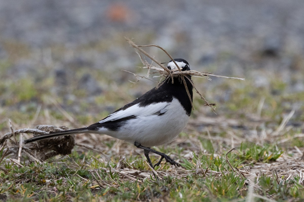 Japanese Wagtail - ML631787514