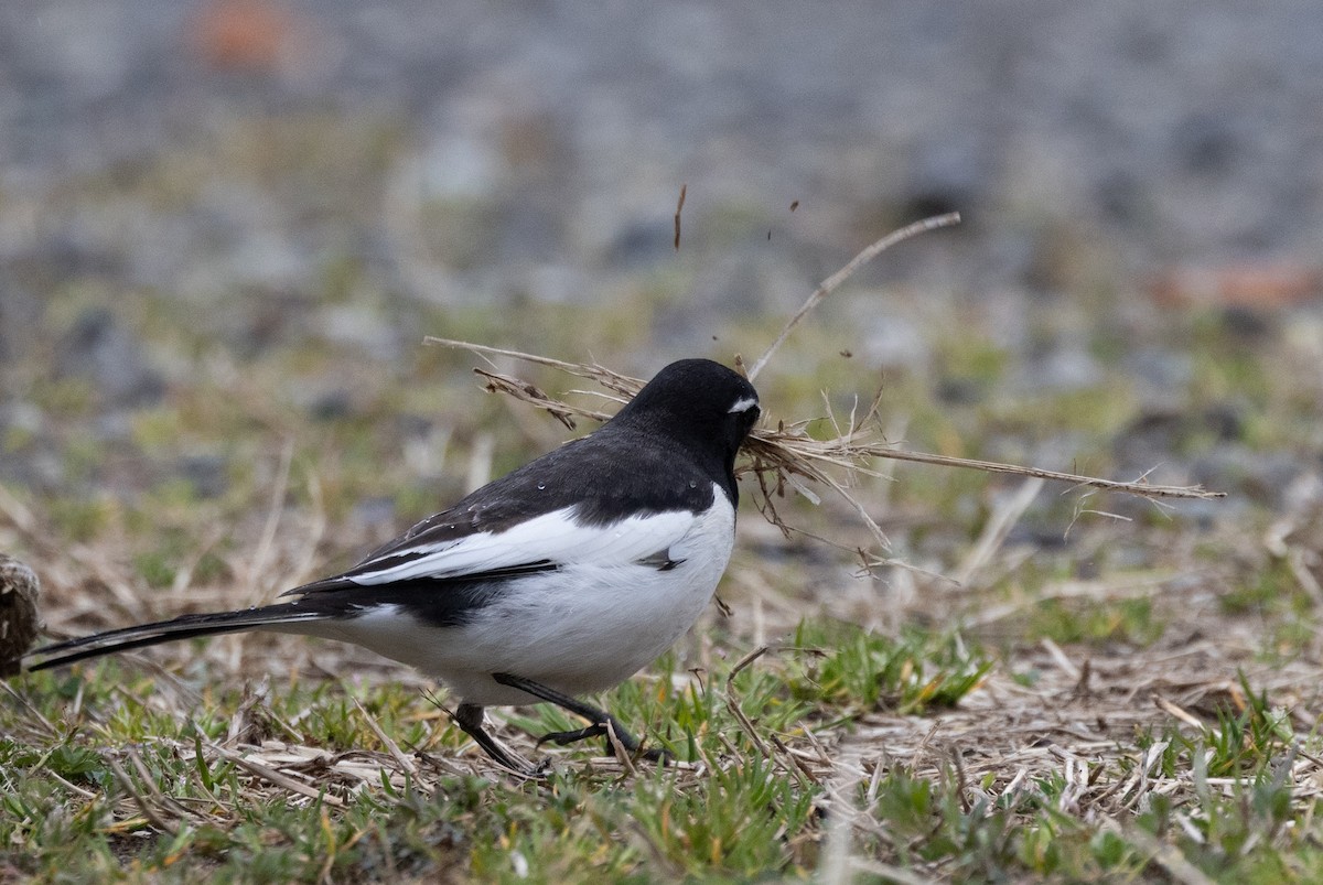 Japanese Wagtail - ML631787515